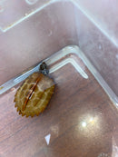 Hi Orange Vietnamese Black Breasted Leaf Turtle Baby 2026