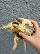 Hypomelanistic Common Snapping Turtle 2024