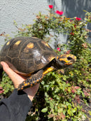 Red Foot Tortoise Adult Female