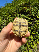 Leopard Tortoise 2024