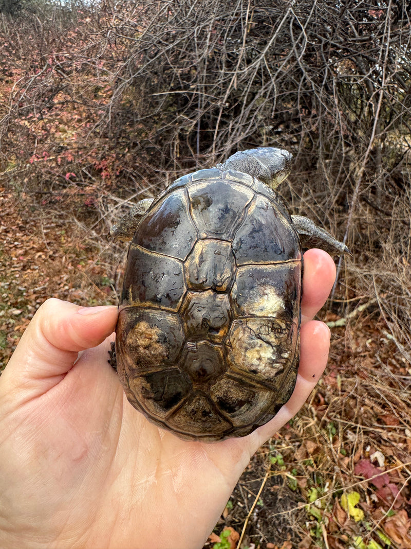 African Dwarf Mud Turtle Adult Female