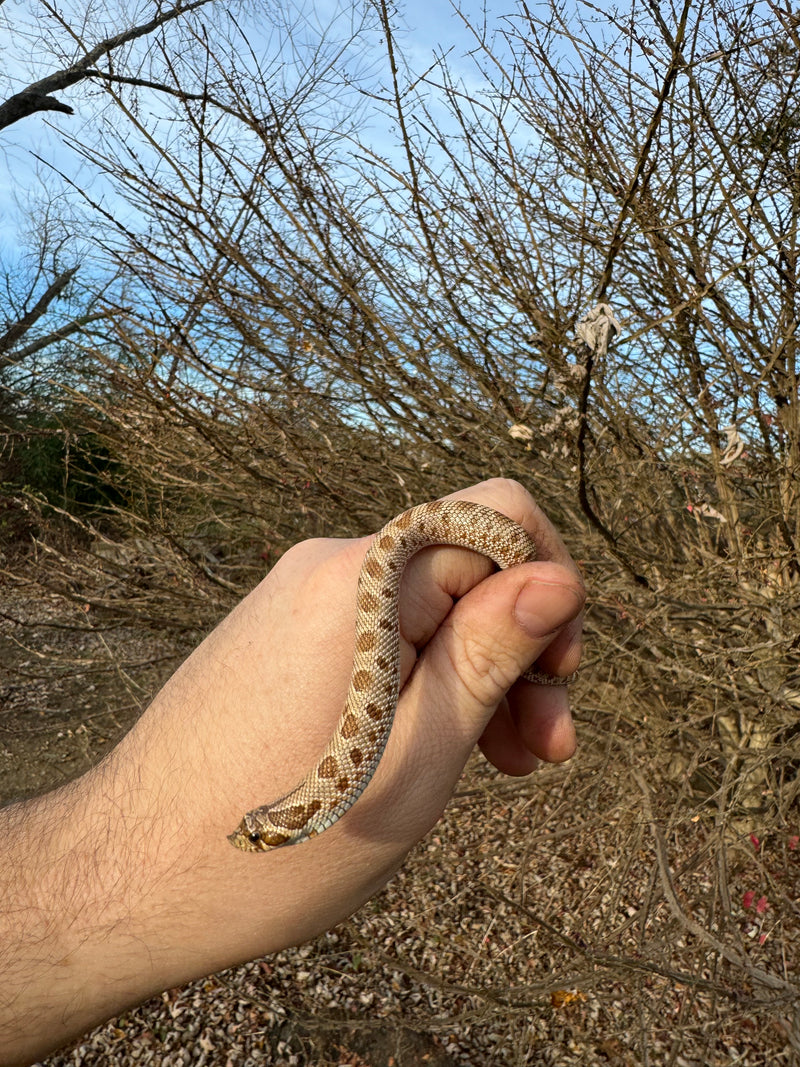 Anaconda Western Hognose Snake Female