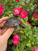 Aldabra Tortoise USA CB 2026