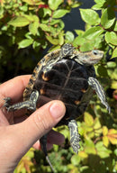 Balkan Pond Turtle Adult Male