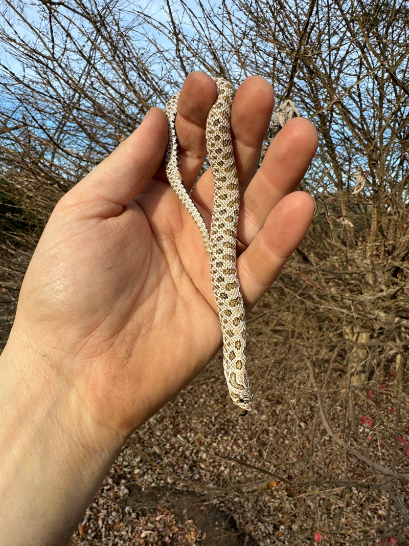 Arctic Western Hognose Snake Female