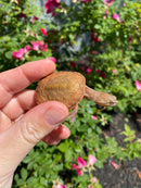 Hypo Peach Geoffroy's Sideneck Turtle