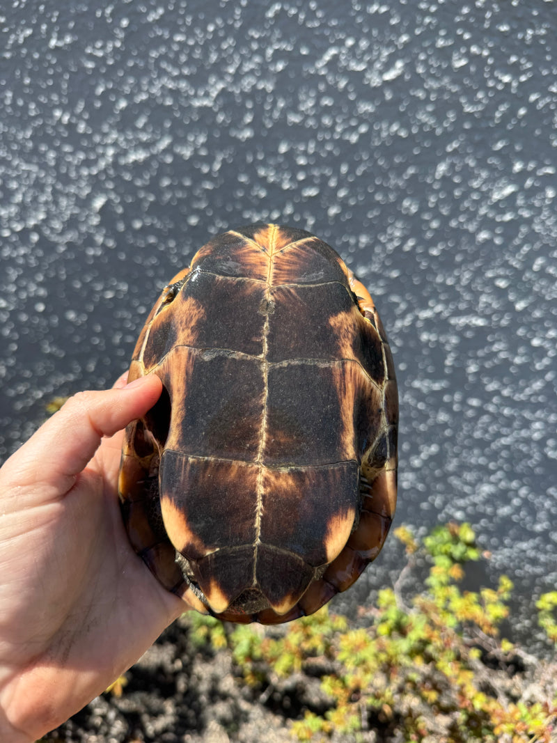 Reeves Turtle For Sale | American Reptile Distributors