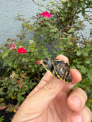 HI YELLOW Florida Box Turtle