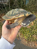 Parker's Snake Neck Turtle Adult Female