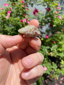 Albino Florida Snapping Turtle 2026