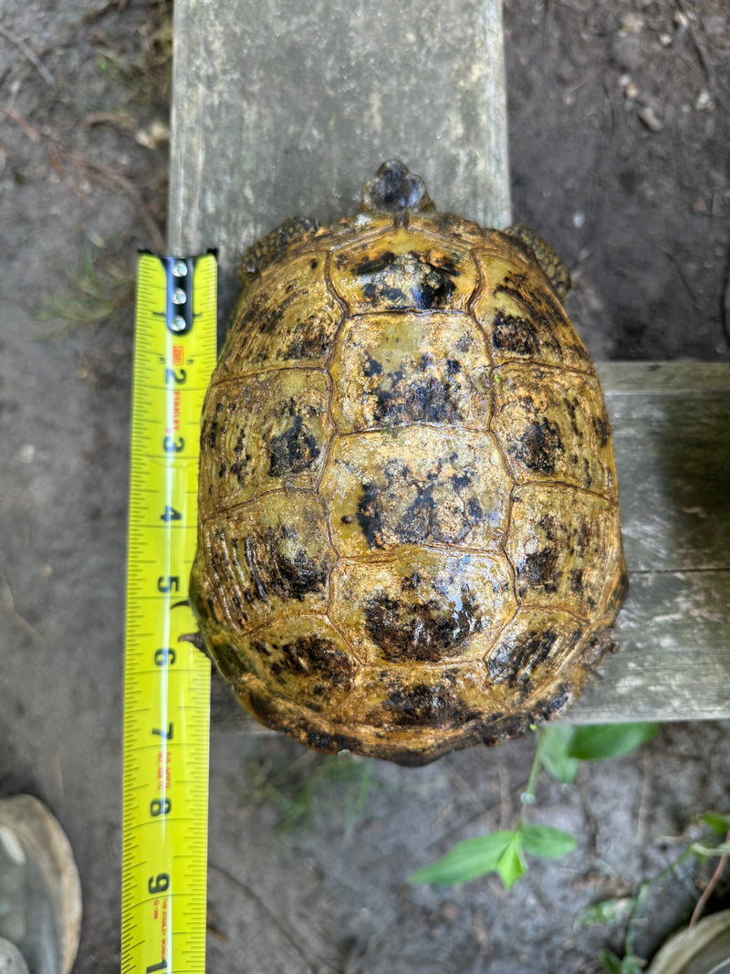 Russian Tortoise Adult Female Group (0.3)   (Testudo horsfieldii)