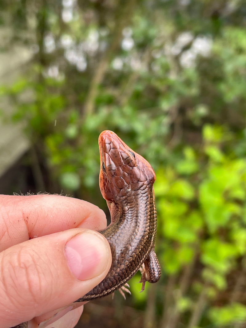 Broad-headed Skinks (Plestiodon laticeps)