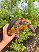 Red Foot Tortoise Adult Female
