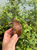 Spiny Hill Turtle CB 2025