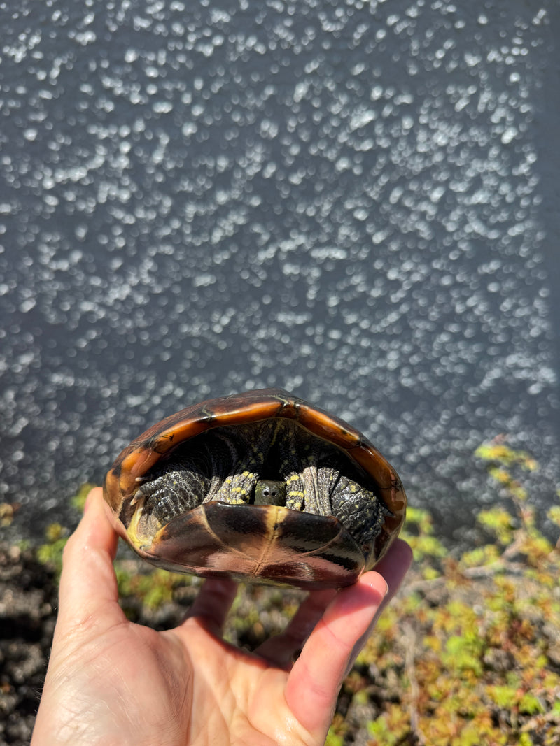 Reeves Turtle For Sale | American Reptile Distributors