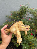 Hypomelanistic Common Snapping Turtle 2024