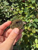 Indian Pink Ringed Tent Turtle