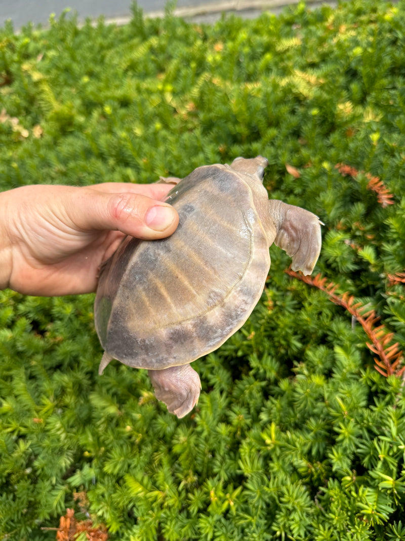 "Paradox" Fly River Turtle Juvenile (Carettochelys insculpta)