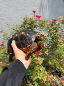Red Foot Tortoise Adult Male