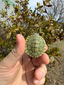 Mitch Clown Red Eared Slider Turtle