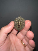 Concentric Diamondback Terrapin 2023 (Malaclemys terrapin)
