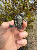 Hi White Concentric Diamondback Terrapin 2025