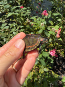 Indian Pink Ringed Tent Turtle