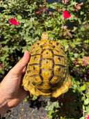 Eastern Hermann's Tortoise Adult Male