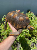 Yellow Footed Tortoise CB Adult Female