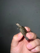 Concentric Diamondback Terrapin 2023 (Malaclemys terrapin)