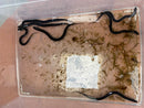Two Toed Amphiuma CB Babies  (Amphiuma means)