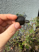 West Coast Pond Turtle Baby