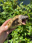 Mexican Giant Musk Adult Pair