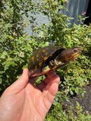 Red Cheeked Mud Turtle Adult Trio
