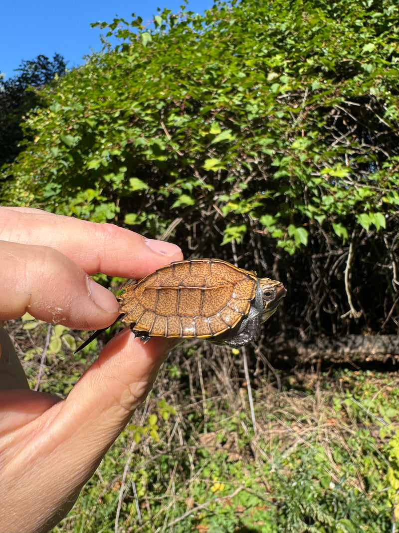 Keeled Box Turtle Baby 2025