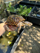 Florida Box Turtle Adult Male