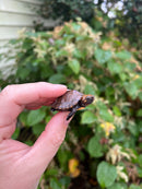 Keeled Box Turtle Baby