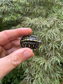 HI YELLOW Florida Box Turtle 2025