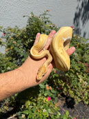 Banana Ball Python Mixed Morph Male