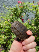 Balkan Pond Turtle Adult Male