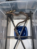 Amazon Tree Boa Baby 2023 CB