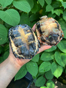 Black Marsh Turtle Adult Pair