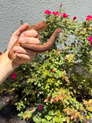 Red Salt Marsh Water Snake Adult Female