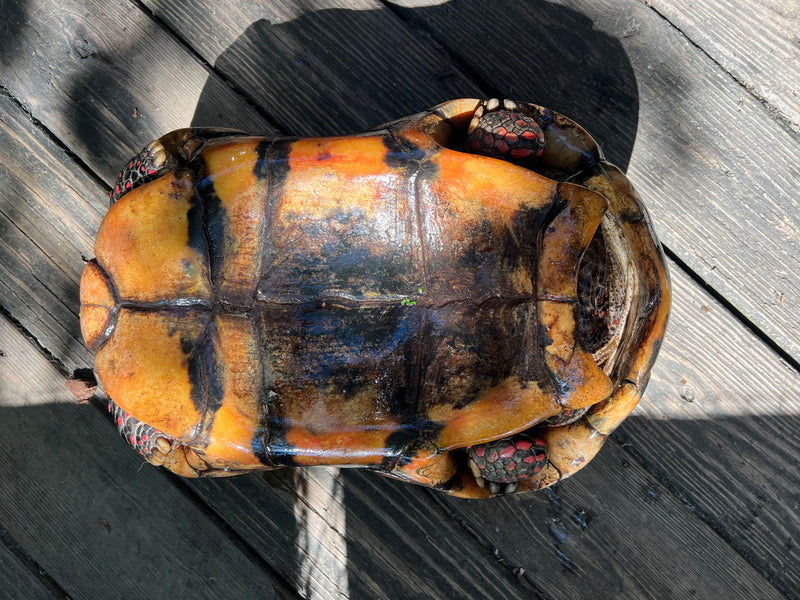 Suriname Red Foot Tortoise Adult Male