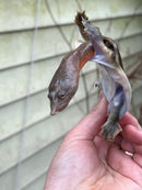 Malayan Red Softshell Baby USA CB