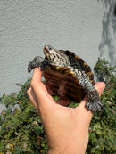 Concentric Diamondback Terrapin Adult Female