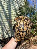 Libyan Greek Tortoise Adult Female