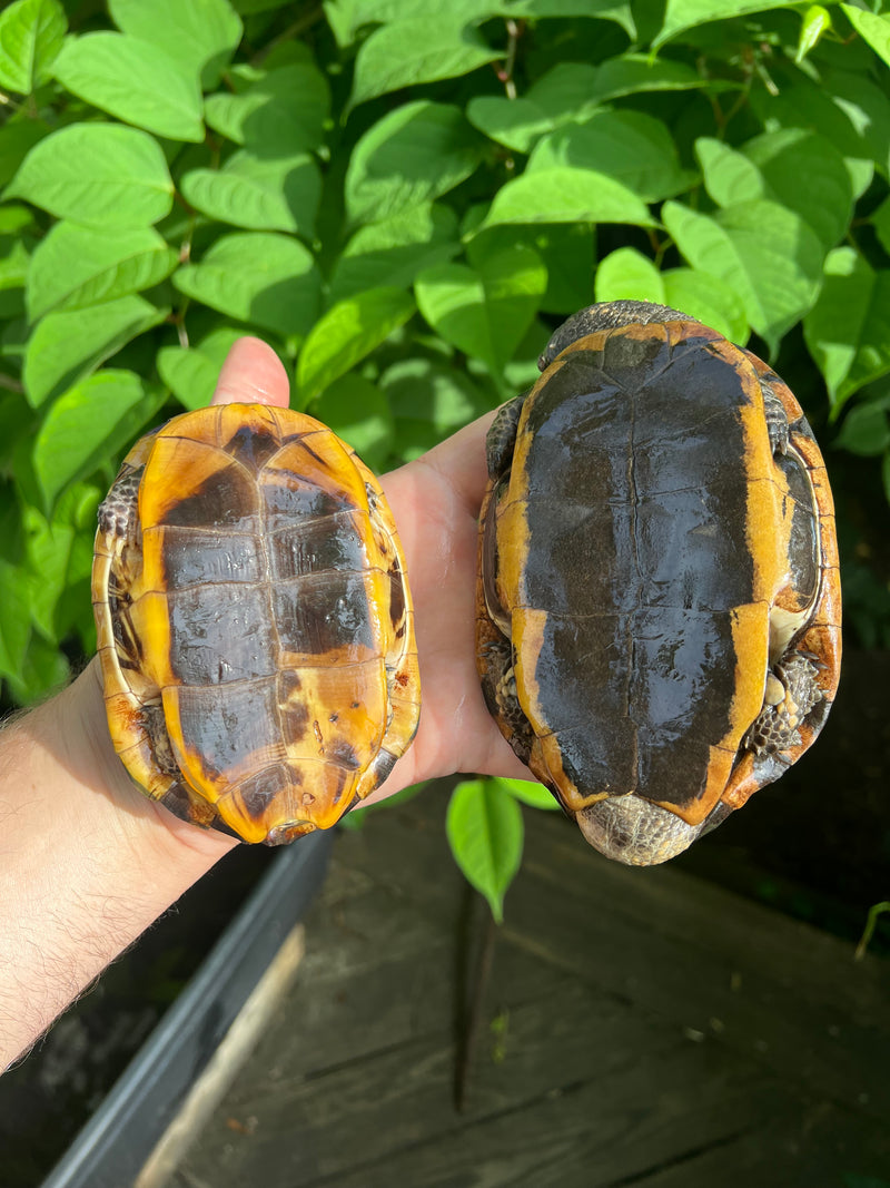 Twist-necked Turtle LTC Pair