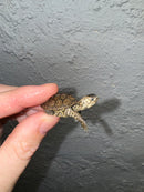 Hi White Concentric Diamondback Terrapin 2024