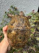 Mesopotamian Greek Tortoise Adult Female